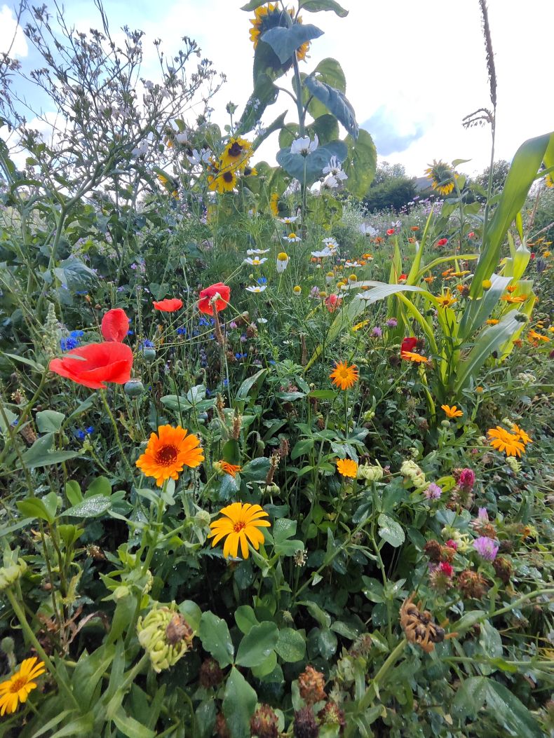 Blumen