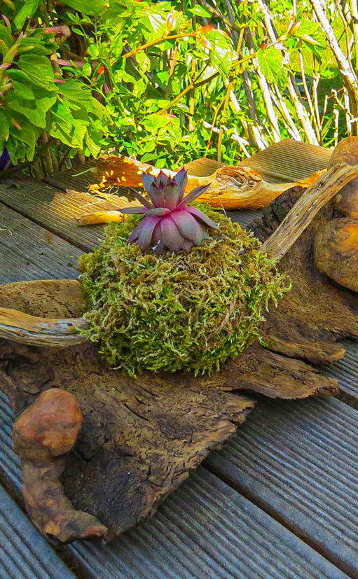 kokedama workshop Brandenburg